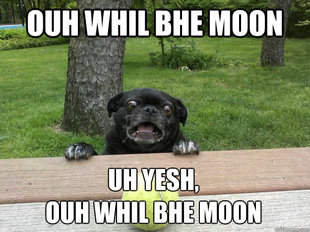 Berks Dog