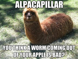 Alpacapillar