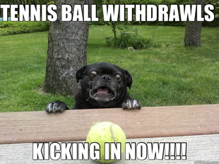 Berks Dog