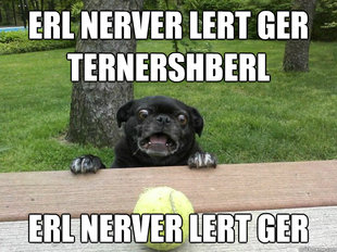 Berks Dog