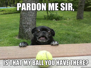Berks Dog