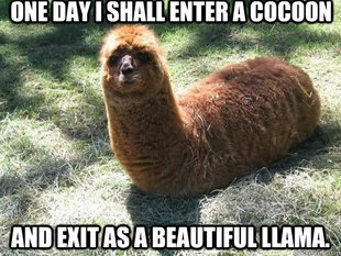 Alpacapillar