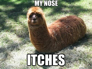 Alpacapillar