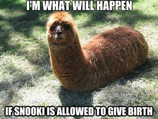 Alpacapillar