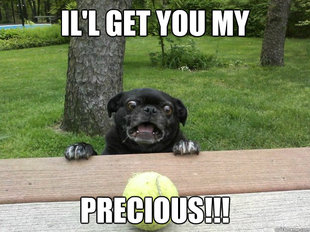 Berks Dog