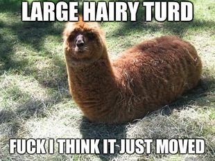 Alpacapillar