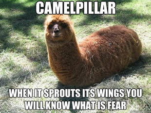 Alpacapillar
