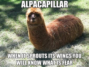 Alpacapillar