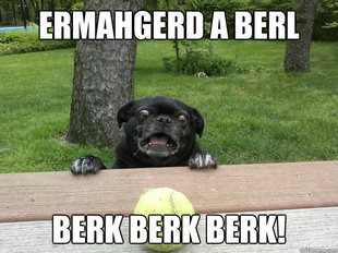 Berks Dog