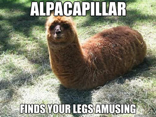 Alpacapillar