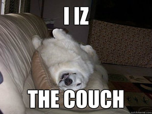 10 Dog