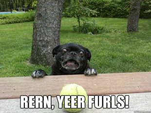 Berks Dog