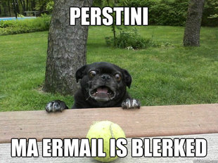 Berks Dog