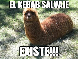 Alpacapillar
