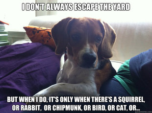 The Most Interesting Beagle In The World