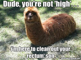 Alpacapillar