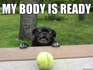 Berks Dog