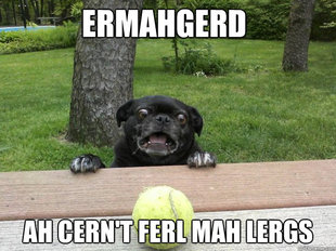 Berks Dog