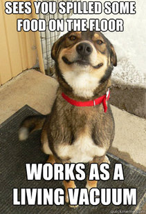 Good Dog Greg