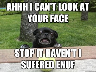 Berks Dog