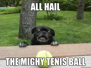 Berks Dog