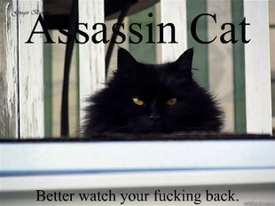 Assassin cat