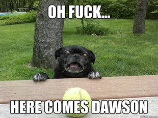 Berks Dog