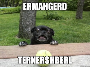 Berks Dog