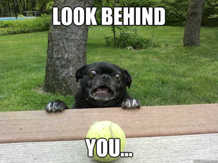 Berks Dog