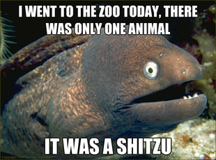 Bad Joke Eel