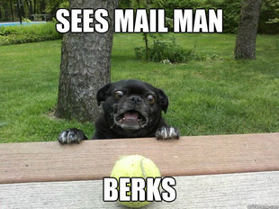 Berks Dog