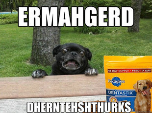 Berks Dog
