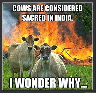 Evil cows