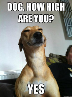 10 Dog