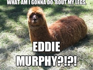 Alpacapillar