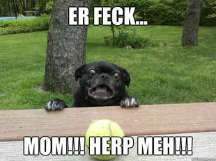 Berks Dog