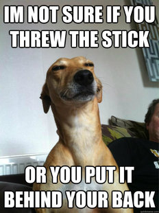 not-sure dog