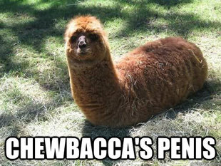 Alpacapillar