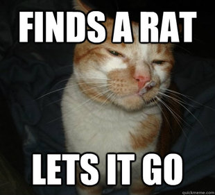 good cat greg