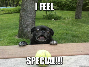 Berks Dog