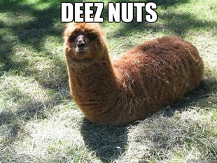 Alpacapillar