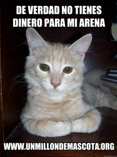 gato pensando
