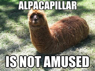 Alpacapillar