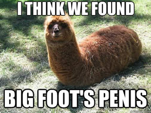 Alpacapillar