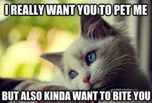 First World Cat Problems