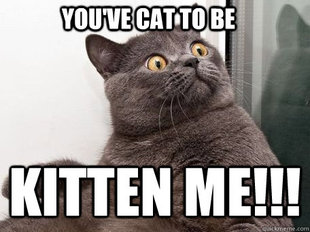 conspiracy cat