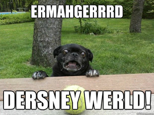 Berks Dog