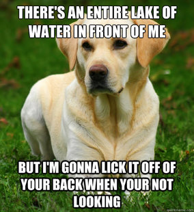 Dog Logic