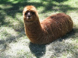 Alpacapillar
