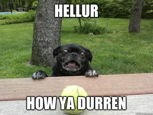 Berks Dog